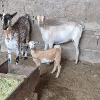 کهره مخصوص عید قربان