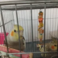 یک جفت عروس هلندی