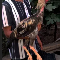 خروس لاری اصل صابونی