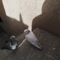 کبوتر جوجه