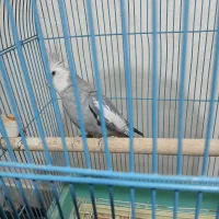 عروس هلندی وایت فیس