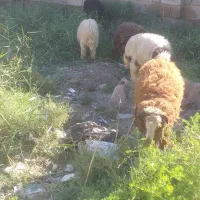 فروش  بره در شادگان