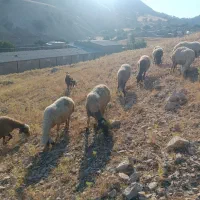 حیوانات مزرعه گوسفند