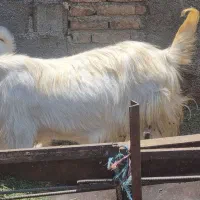 بز و بز غاله