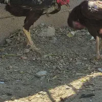که‌له شیر