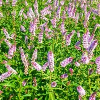 نعناع سر سبز و پر گل