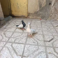 کبوتر ساده امری