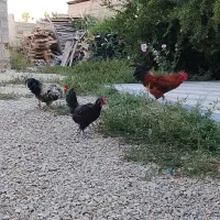مرغ و دوتا خروس فروش فوری