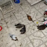 جوجه مرغ محلی 45روزه