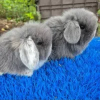 خرگوش) لوپ یکماه مینیاتوری(خرگوش