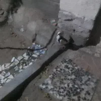 کبوتر