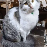 واگذاری رایگان گربه