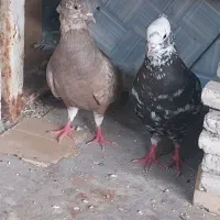 کفتر