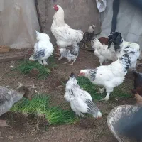 تخم مرغ برهمانطفه دار