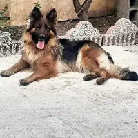 سگ ژرمن شولاین ماده