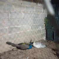 طاووس هندی