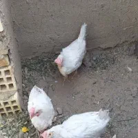 مرغ|حیوانات مزرعه|ازنا, |دیوار