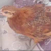 جوجه مرغ محلی