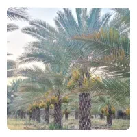 فروش-باغ-و-باغچه-نخل-ثمر-دار