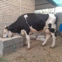 خرید وفروش انواع گاو وگوساله نقدی