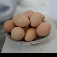 تخم مرغ
