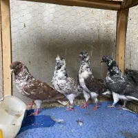 کبوتر تهرانی زوردار