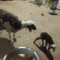 گوسفندبره