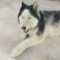 سگ هاسگی ما ه