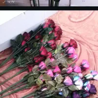 شاخه گل رز