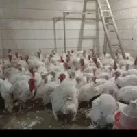 بوقلمون بیوتی سفیدارگانیک  تلوری