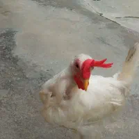 خروس