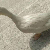 اردک|پرنده|کرمان, |دیوار