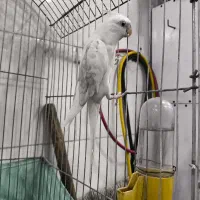 عروس پاریس دو کت آلبینو
