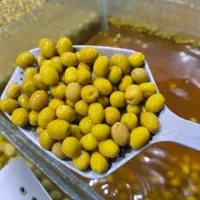فروش انواع زیتون و سیرترشی و روغن زیتون اصل