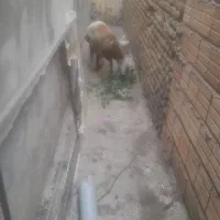 بره نر