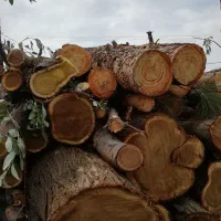 چوب بری