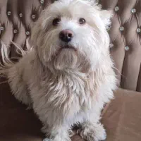 سگ تریر نژاد اصل انگلیسی