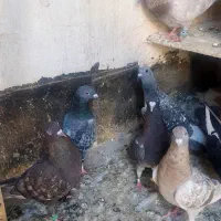 ۱۵ عدد کفتر بومب باب نو بازی