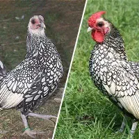 خروس سبرایت