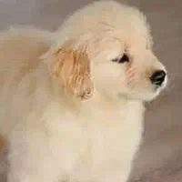 توله گلدن