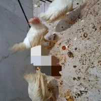 ۶ماهه