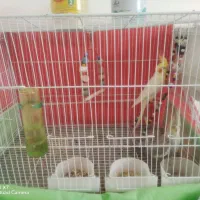 یک جفت عروس هلندی با یک جوجه