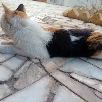 واگذاری رایگان گربه