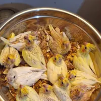 جوجه عروس هلندی