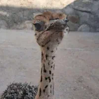 جوجه شترمرغ یکماهه