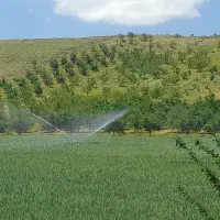 به چند نفر کارگر خانم برای چیدن آلبالو نیازمندیم
