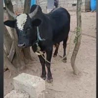ورزا چالوسی یه هفته از کجور اومده آینده دار