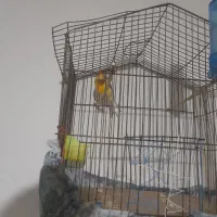 قناری|پرنده|قوچان, |دیوار