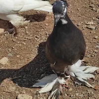 کبوتر|پرنده|مرند, |دیوار