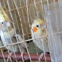 عروس هلندی